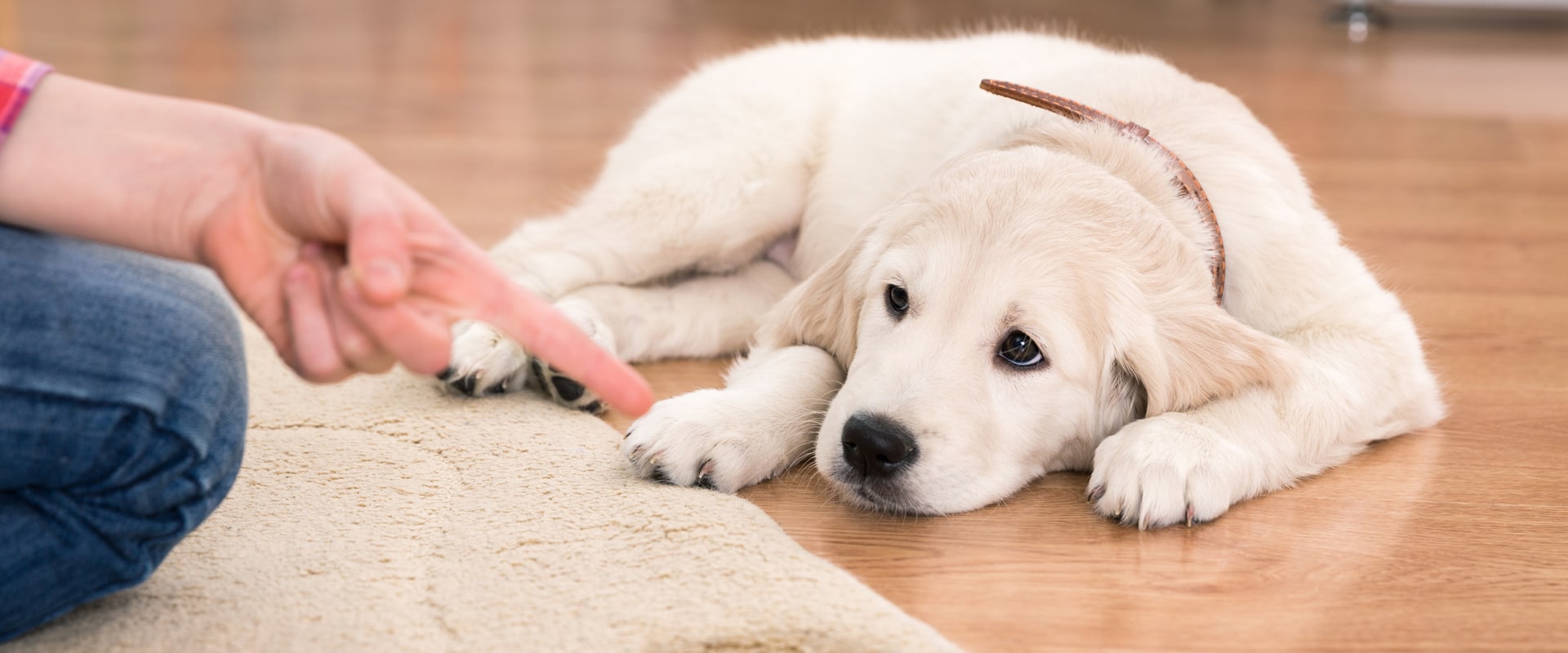 Can professional carpet cleaners remove dog urine stains?