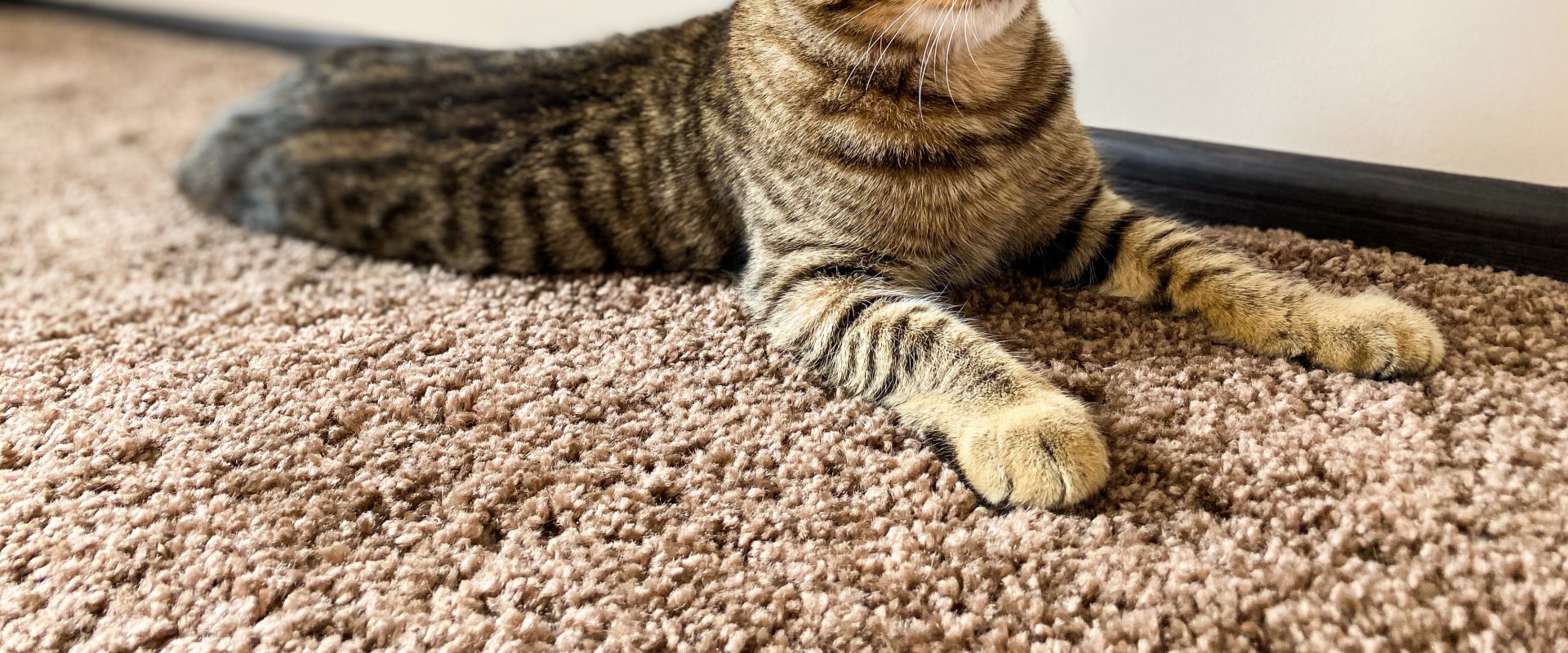 Can professional carpet cleaners get out cat urine?