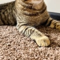 Can professional carpet cleaners get out cat urine?