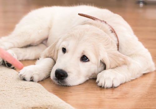 Can professional carpet cleaners remove dog urine stains?